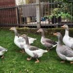 Bayerische Landgans