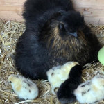 Zwergseidenhuhn mit K&uuml;ken